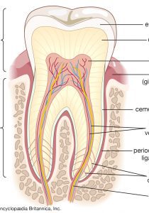 Cross-section-human-molar