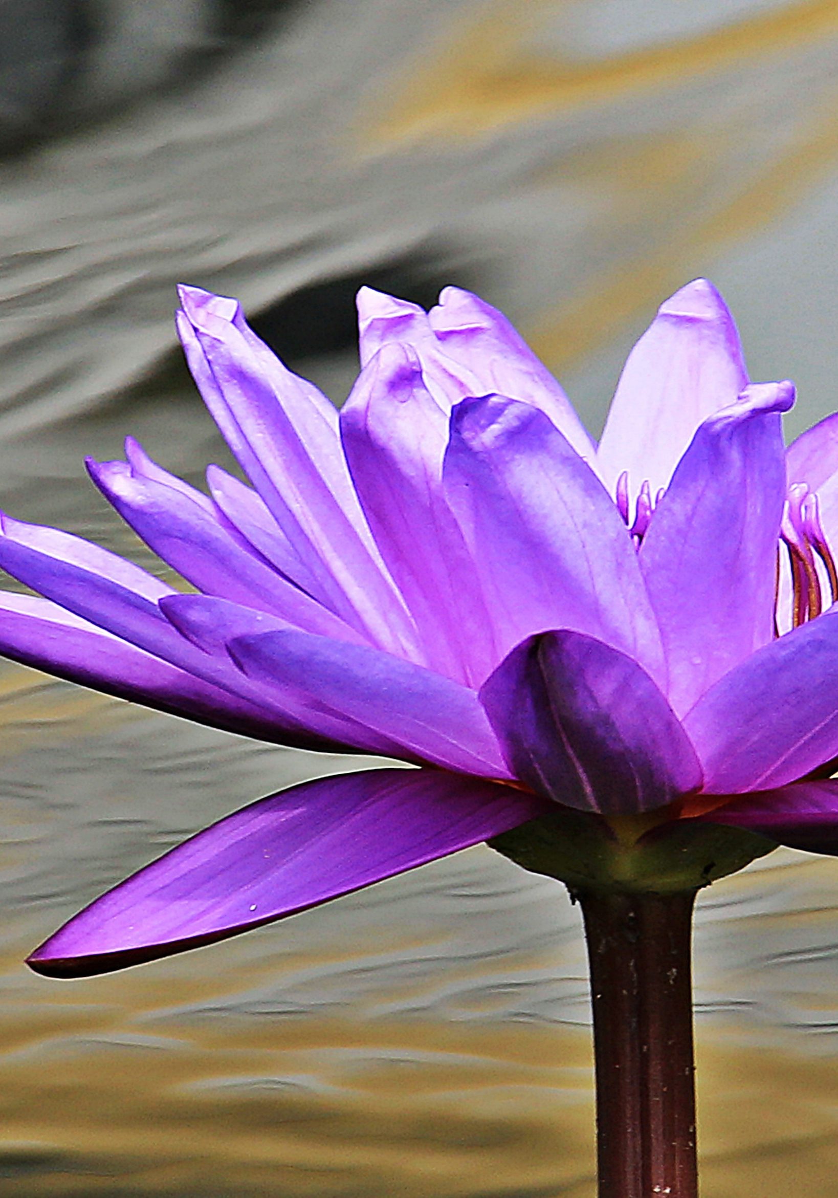 close-up-photo-of-purple-petaled-flower-158551