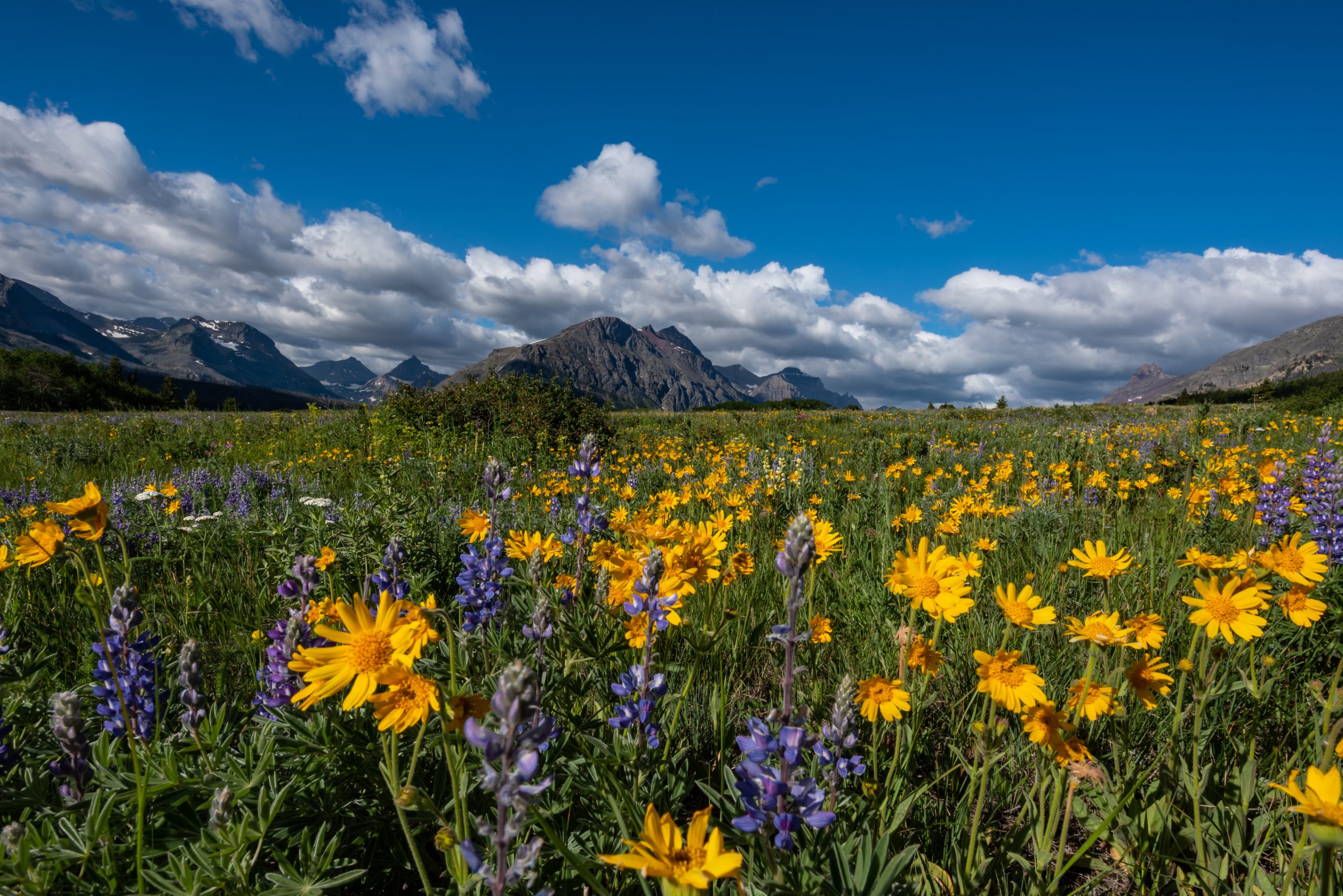 Yellow Daisies in Wildflower Field in Montana Wilderness